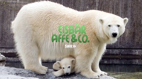 Logo Eisbär, Affe & Co. (Foto: SWR)