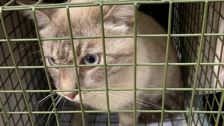Beigefarbene Katze in einem Käfig.  (Foto: SWR)