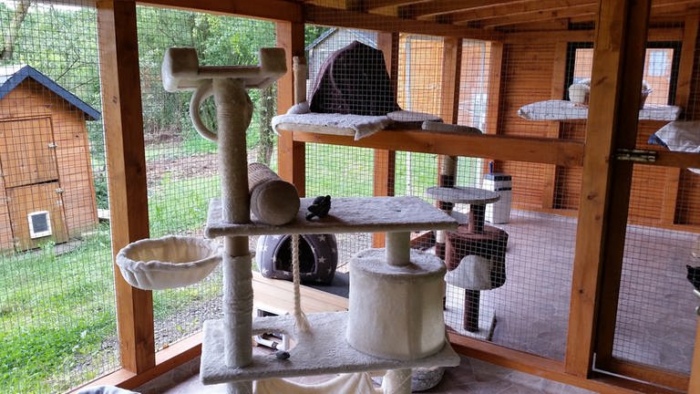 Sauberes und gepflegtes Katzenhaus mit vielen verschiedenen Spielemöglichkeiten und Kratzbäumen.  (Foto: SWR)