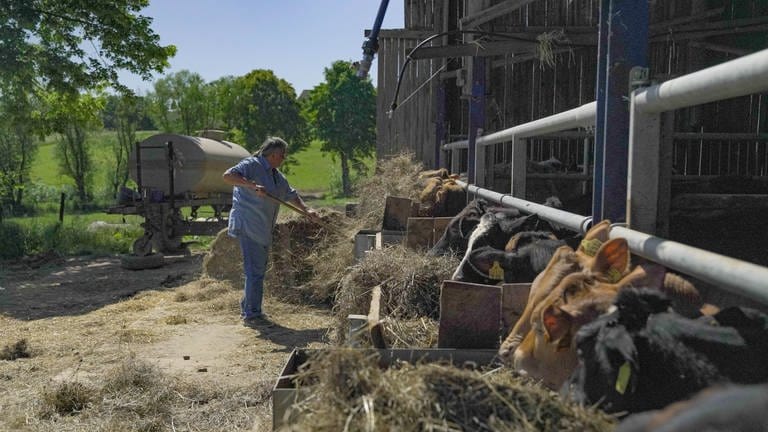 Ein Stall mit Kühnen im Sommer. Die Kühe bekommen Heu zum Fressen. (Foto: SWR)