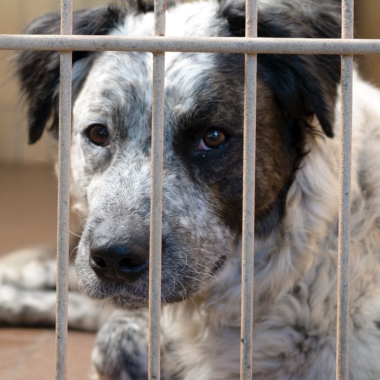 Ein Hund sitzt in seinem Käfig.