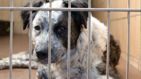 Ein Hund sitzt in seinem Käfig. (Foto: SWR)