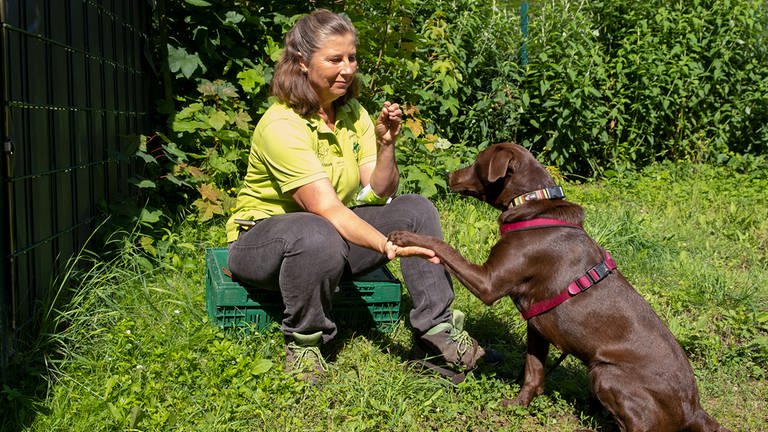 Inge Wanken gibt dem braunen Hund ein Leckerli. (Foto: SWR)