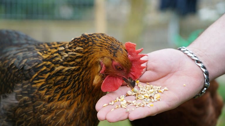 Braun, schwarzes Huhn, was aus einer Hand Körner frisst (Foto: SWR)