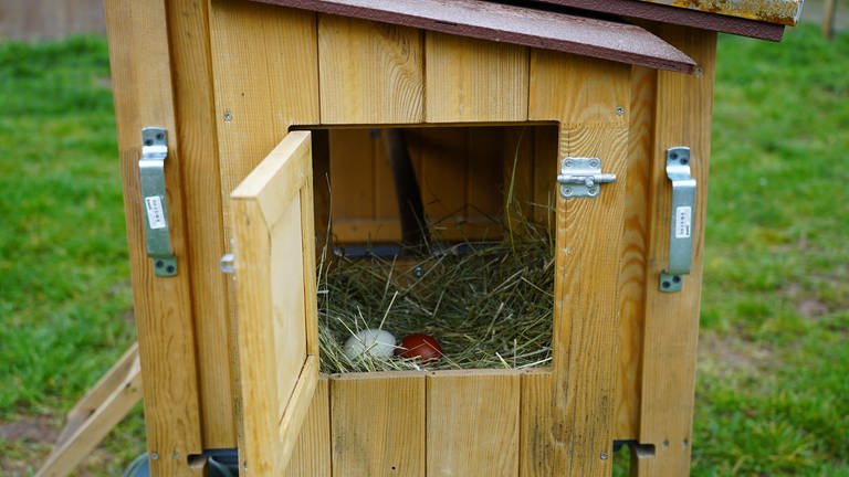 Stall, mit seitlicher Luke, in der ein Nest mit drei Eiern zu sehen ist (Foto: SWR)