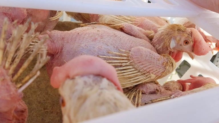 "Rettet das Huhn" - Der Verein vermittelt ausgediente Legehennen an Privatmenschen, um ihnen einen schönen Lebensabend zu ermöglichen. (Foto: Rettet das Huhn e.V.)