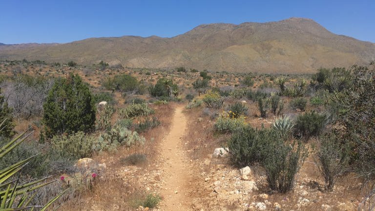 Ein einsamer Weg durch die Wüste, Berge im Hintergrund (Foto: SWR)