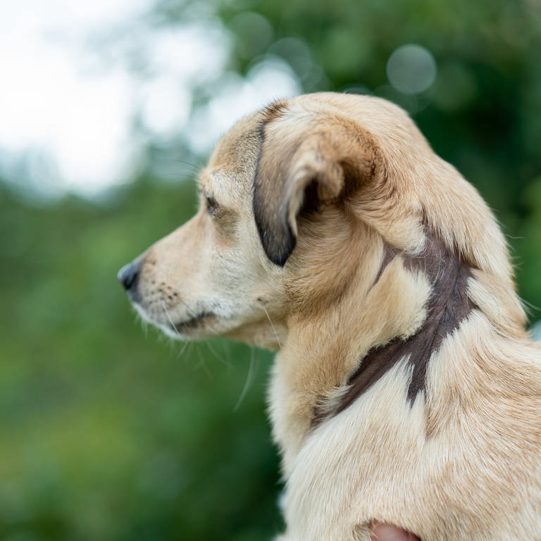 Kleiner Hund mit Narben und kahlen Stellen ohne Fell um den Hals herum.  (Foto: SWR)