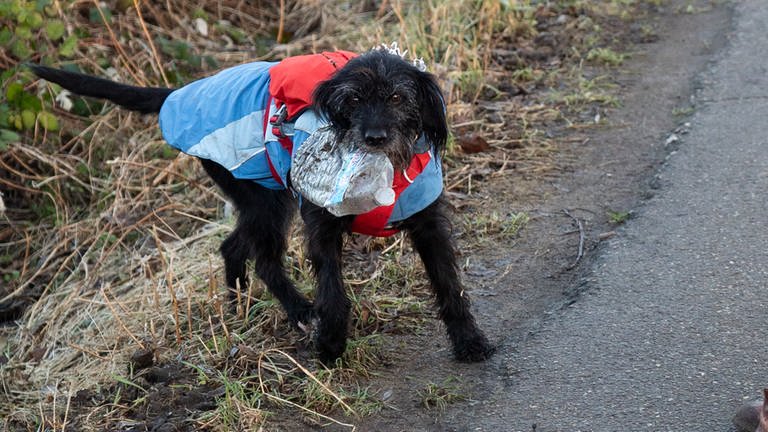 Hund mit blau roter Weste auf einem Feldweg hat eine alte Plastikflasche im Maul (Foto: SWR)