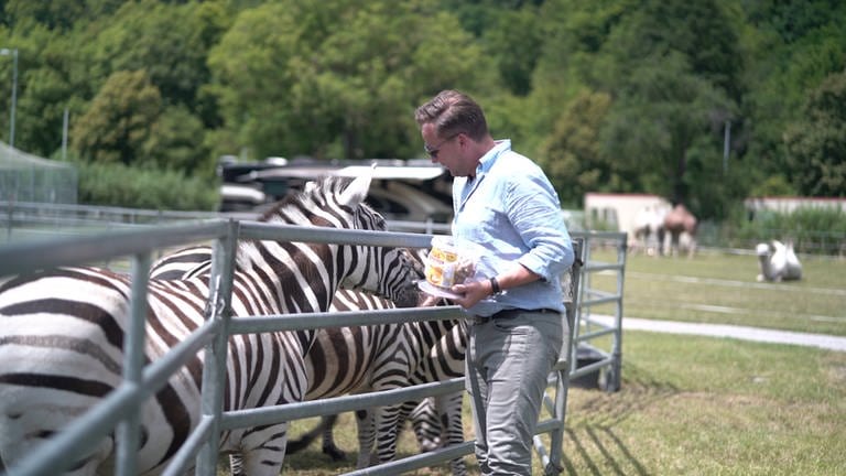 Mann füttert Zebras (Foto: SWR)