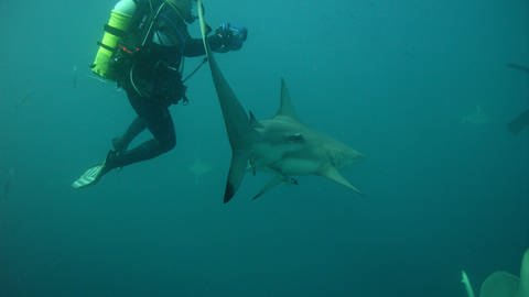 Mit Haien tauchen und sie verstehen: Andreas ist von den Jägern der Meere fasziniert  (Foto: Timo Weber)