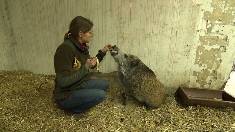 Julia füttert Wildschwein im Stall (Foto: SWR)