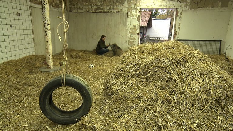 Julia und Wildschwein bei Fütterung im Stall mit Reifenschaukel im Vordergrund