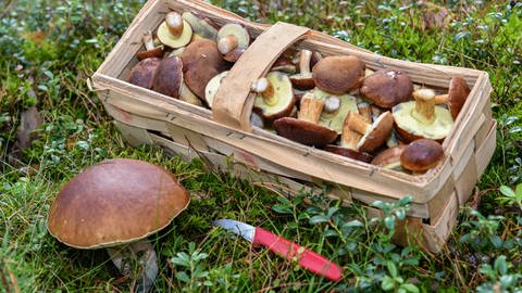 Pilze sammeln: Maronen-Röhrlinge in einem Korb und ein Steinpilz im Boden (Foto: dpa Bildfunk, Patrick Pleul)
