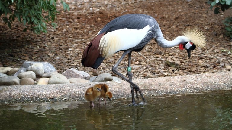 Zwei Kronenkranichküken neben einem Elternteil (Foto: Zoo Landau)