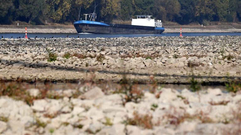 Niedrigwasser am Rhein bei Karlsruhe: Buhnen ragen aus dem Wasser