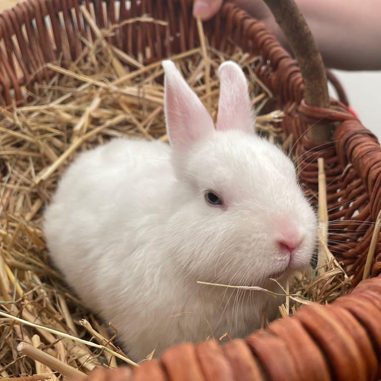 Ein Kaninchen zum Streicheln im Korb auf dem Mannheimer Maimarkt. (Foto: SWR)