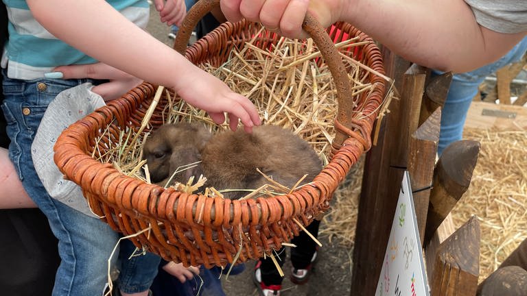 Kaninchen im Korb zum Streicheln auf dem Maimarkt in Mannheim. (Foto: SWR)