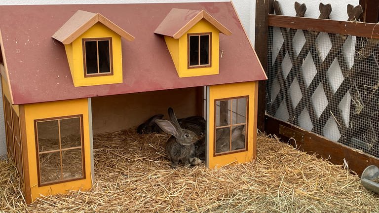 Kaninchen im Haus auf dem Mannheimer Maimarkt.  (Foto: SWR)