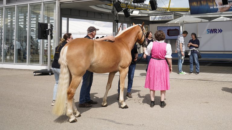 Da kann auch mal ein Pferd vor dem SWR-Studio auf dem Maimarkt stehen, während die Besitzerin Gast im Gläsernen Studio ist. (Foto: SWR)