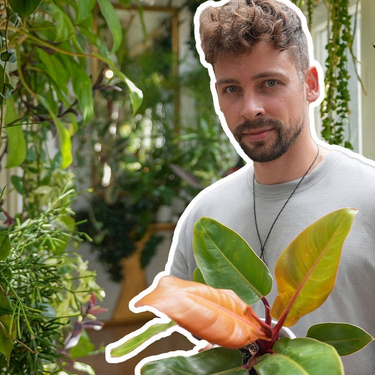 Marcel lebt in seiner Altbauwohnung in Mannheim in einem Urban Jungle mit mehr als 150 Pflanzen. (Foto: SWR)