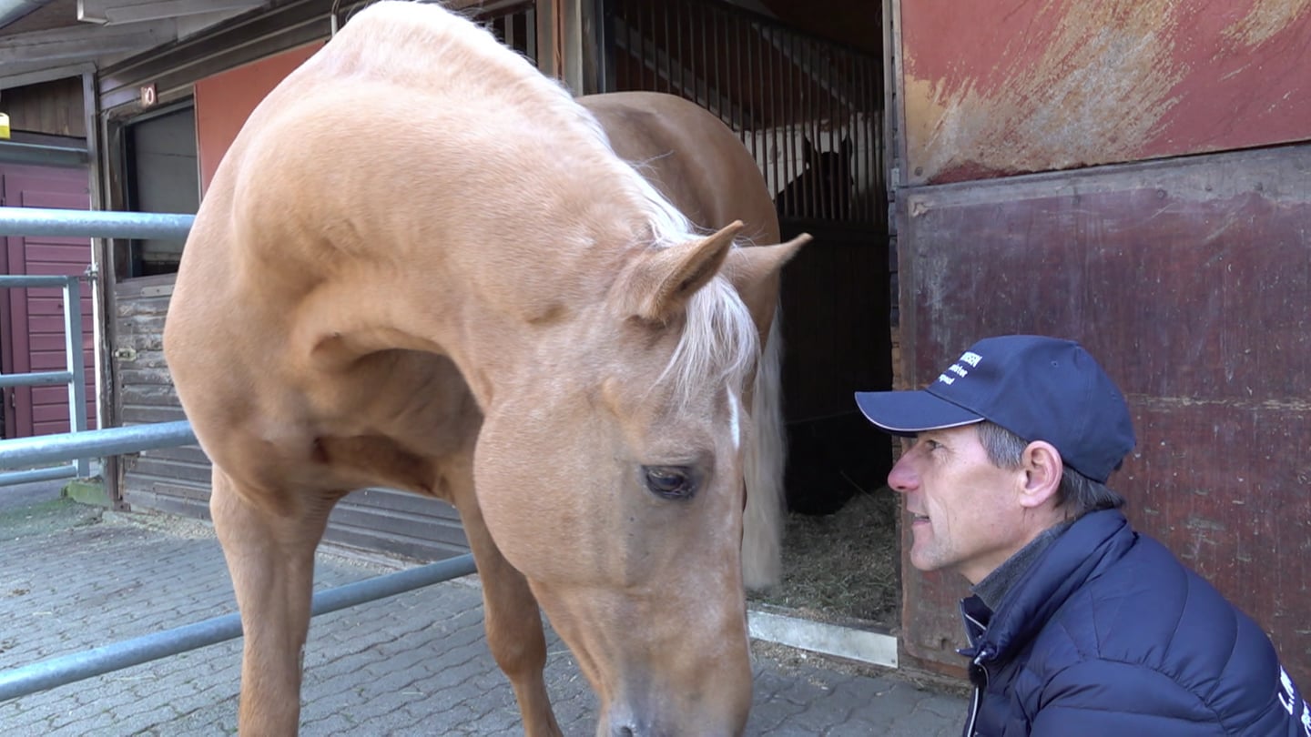 Pferde-Physiotherapeut Lennart Hammer-Hansen im Einsatz. (Foto: SWR)