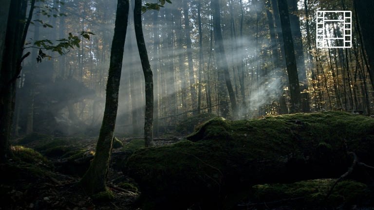 Der Wilde Wald (Foto: SWR, mindjazz pictures)