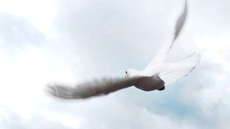 Eine weiße Taube fliegt am regenverhangenen Himmel (Foto: dpa Bildfunk, Picture Alliance)