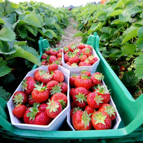 Geerntete Erdbeeren (Foto: dpa Bildfunk, Picture Alliance)