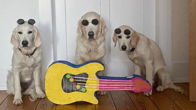 Drei Hunde mit Sonnenbrille und Gitarre