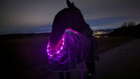 Pferd mit Decke hört die SWR1 Hitparade (Foto: SWR, SWR1 Hörerin Anne)