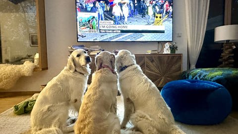 Drei Hunde schauen den Videostream der SWR1 Hitparade