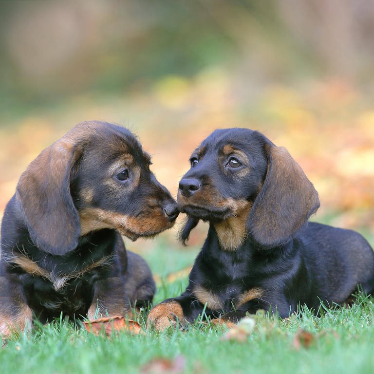 Hundewelpen auf der Wiese (Foto: IMAGO, BROKER/Friedhelm Adam)