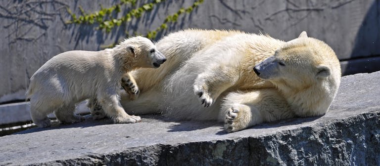 Eisbären in der Wilhelma  (Foto: dpa Bildfunk, Michael Weber)