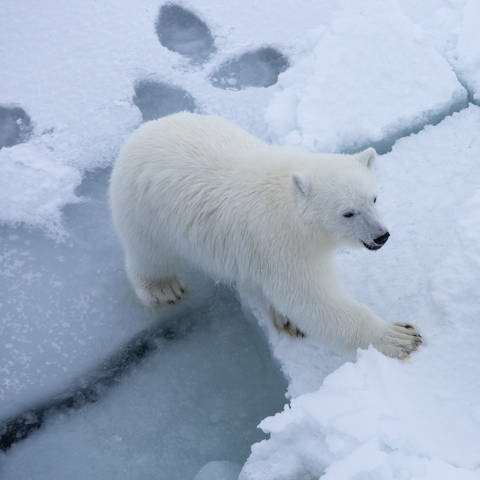 Eisbär, Polarstern-Expedition (Foto: Alfred-Wegener-Institut / Esther Horvath)