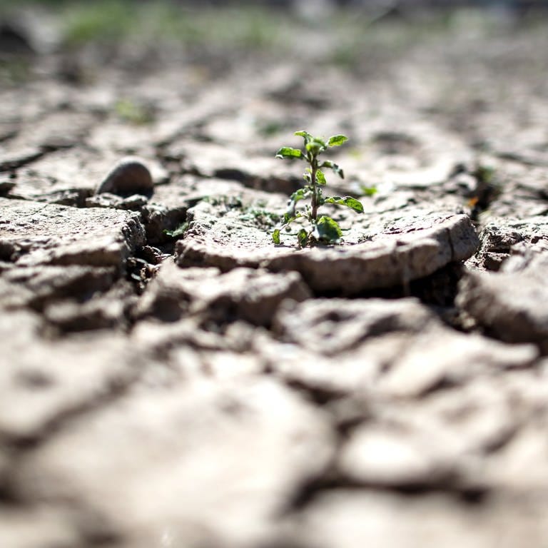 Trockener Boden (Foto: dpa Bildfunk, Federico Gambarini)