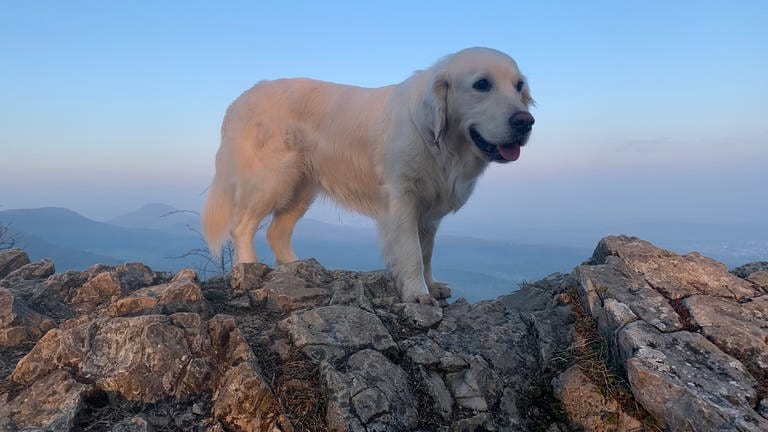 Hund auf Felsen (Foto: Sibylle Mutschler)