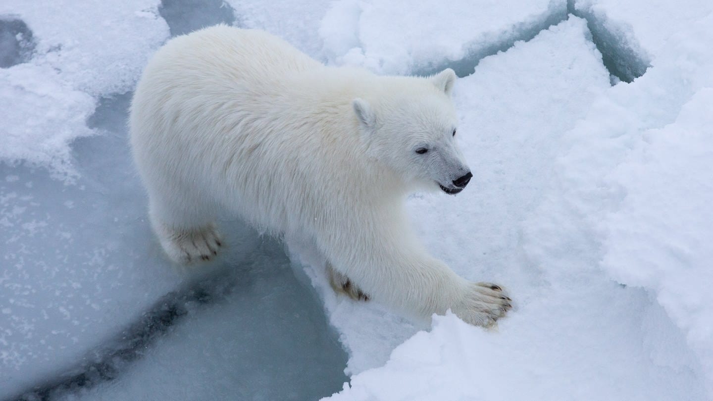 Eisbär, Polarstern-Expedition (Foto: Alfred-Wegener-Institut / Esther Horvath)