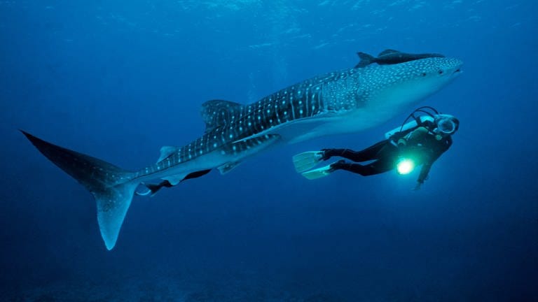 Taucher mit einem Walhai (Rhincodon typus), dem größten Fisch der Welt (Foto: picture-alliance / Reportdienste, imageBROKER | Helmut Corneli)