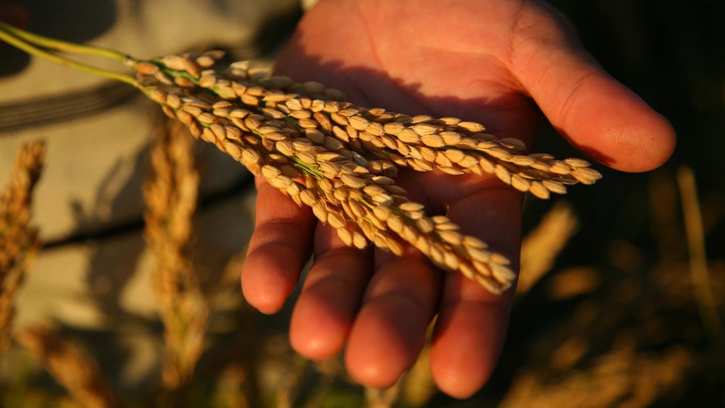 Reisernte - eine Hand hält eine Reisähre (Foto: picture-alliance / Reportdienste, Picture Alliance)