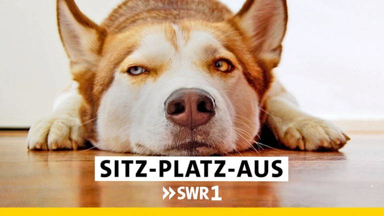 Sitz-Platz-Aus: der SWR1 Hunderatgeber mit Annett Lorisz (Foto: SWR, Annett Lorisz)