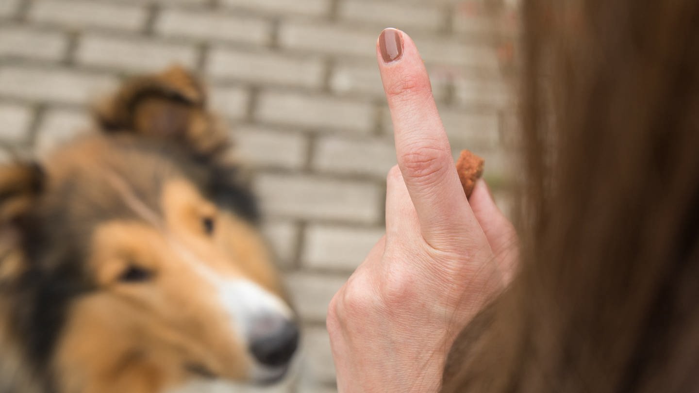 Eine Frau übt mit einem Hund das befolgen von Kommandos per Handzeichen - Sitz Platz Aus: der SWR1 Hunderatgeber