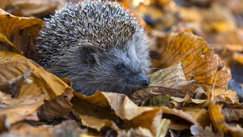 Junger Igel im Herbstlaub (Foto: picture-alliance / Reportdienste, picture alliance / blickwinkel/McPHOTO/W. Rolfes | McPHOTO/W. Rolfes)