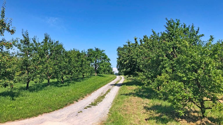 Ein Schotterweg führt zwischen grünen Bäumen auf einer Streuobstwieder hindurch. Der Wanderweg Gültstein bei Stuttgart in Baden-Württemberg lohnt sich für einen Ausflug. (Foto: SWR, Sandra Kolnik)