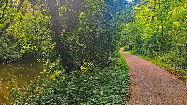 Ein Radweg entlang der Rems im grünen Wald. Der Remstalradweg führt über 100 Kilometern von Weinstadt-Endersbach über Remseck am Neckar zu den Ausläufern der Ostalb in Aalen. (Foto: SWR, Christoph Ulmer)