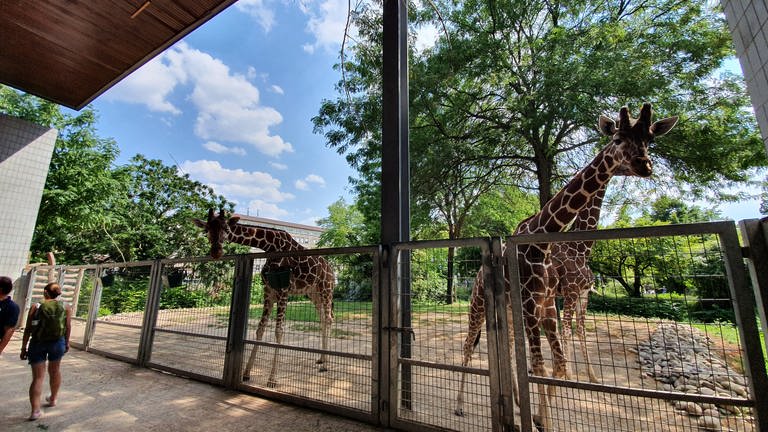 Giraffen sind sehr neugierige Tiere. (Foto: SWR)