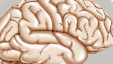 Illustration eines menschlichen Gehirns (Foto: picture-alliance / Reportdienste, BSIP)