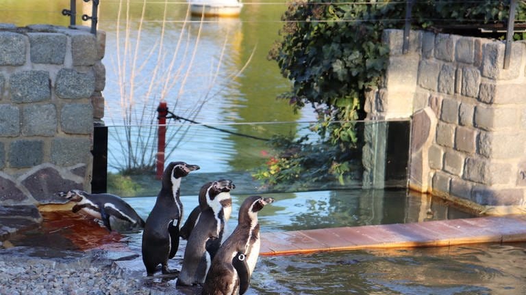 Die Pinguine genießen die Sonne  (Foto: Luisenpark Mannheim)
