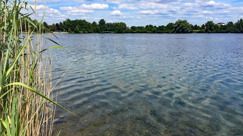 Das Wasser im Blausee im Rhein-Neckar-Kreis ist blau und wird von Schilf umrahmt. Der See ist 750 Meter lang und gut 500 Meter breit und eignet sich als Ausflugsziel für den Urlaub in Baden-Württemberg. (Foto: SWR, Dagmar Kwiatkowski)