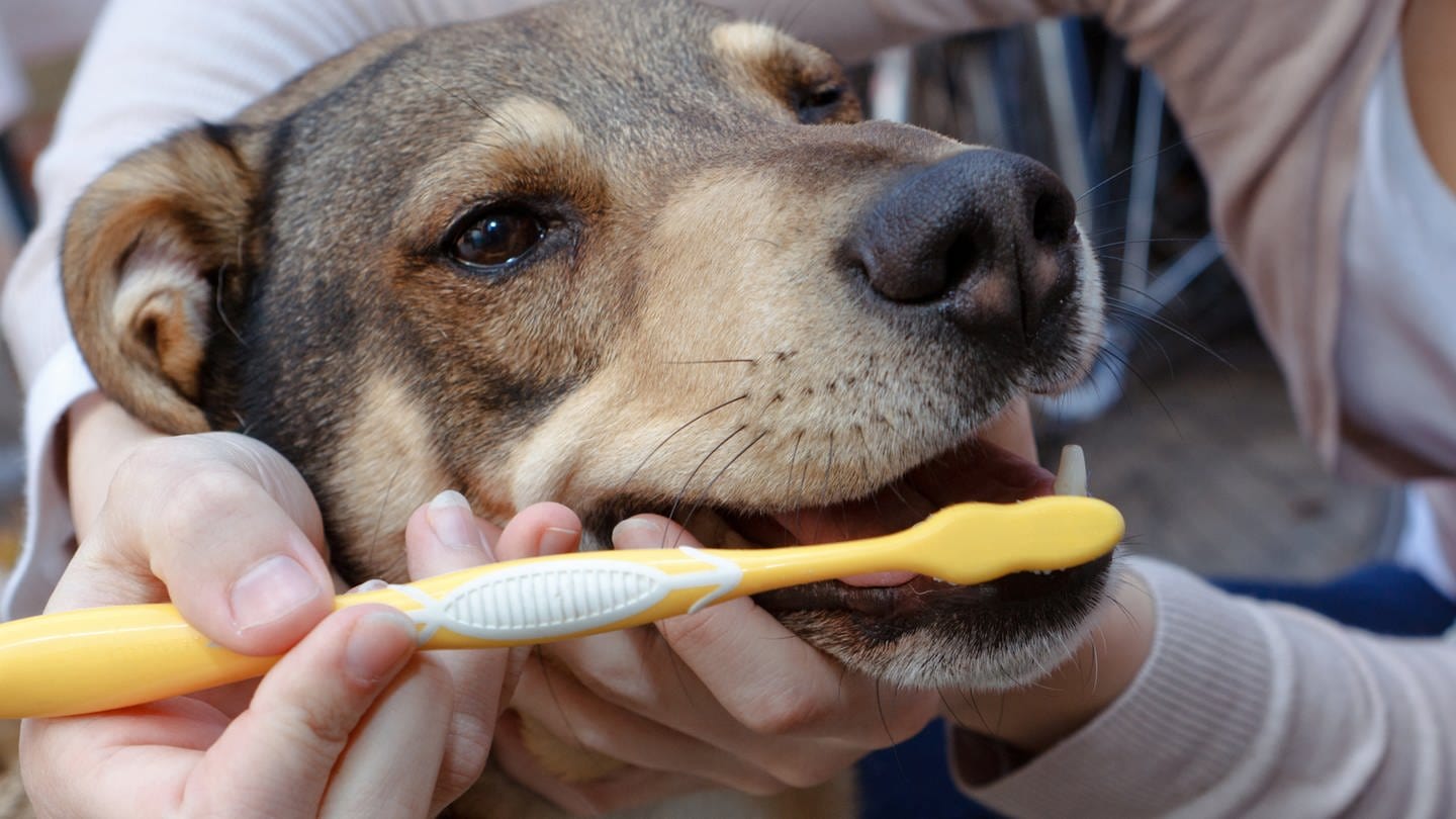 Zahgesunheit bei Haustieren: Hund bekommt die Zähne geputzt (Foto: picture-alliance / Reportdienste, Picture Alliance)